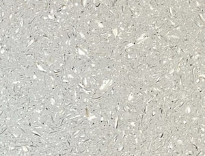 Galaxsea Bone
